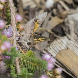 Trapezites phigalioides at Acton, ACT - 5 Nov 2018