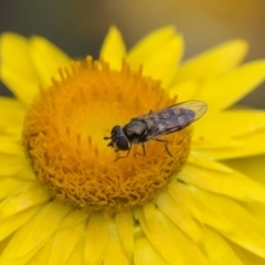 Melangyna viridiceps (Hover fly) at Acton, ACT - 5 Nov 2018 by AlisonMilton