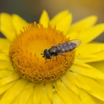 Melangyna viridiceps (Hover fly) at Acton, ACT - 5 Nov 2018 by Alison Milton