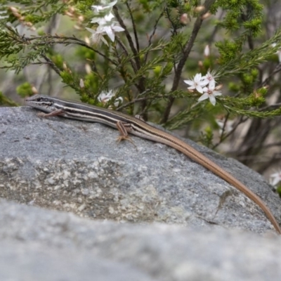 Ctenotus taeniolatus (Copper-tailed Skink) at ANBG - 5 Nov 2018 by AlisonMilton