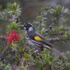 Phylidonyris novaehollandiae (New Holland Honeyeater) at Acton, ACT - 5 Nov 2018 by AlisonMilton