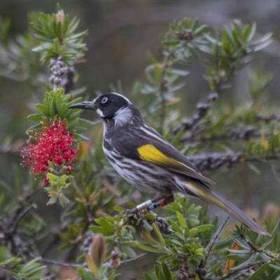 Phylidonyris novaehollandiae (New Holland Honeyeater) at Acton, ACT - 5 Nov 2018 by Alison Milton