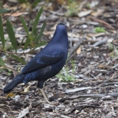 Ptilonorhynchus violaceus (Satin Bowerbird) at Acton, ACT - 5 Nov 2018 by Alison Milton