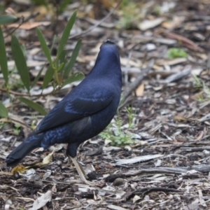 Ptilonorhynchus violaceus at Acton, ACT - 5 Nov 2018