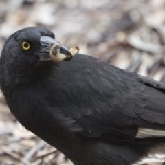 Strepera graculina (Pied Currawong) at Acton, ACT - 5 Nov 2018 by AlisonMilton