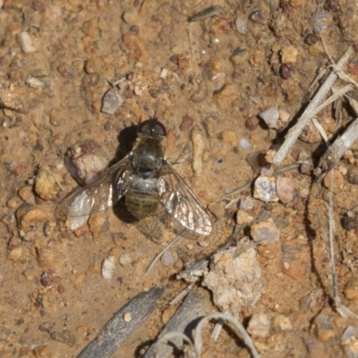 Villa sp. (genus) (Unidentified Villa bee fly) at Holt, ACT - 14 Nov 2018 by Alison Milton