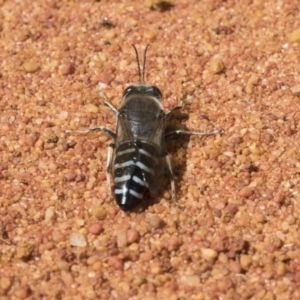 Bembix sp. (genus) at Hackett, ACT - 2 Dec 2018