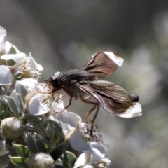 Comptosia stria (A bee fly) at Acton, ACT - 19 Nov 2018 by Alison Milton