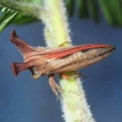 Ceraon vitta (Treehopper) at Paddys River, ACT - 3 Dec 2018 by Harrisi