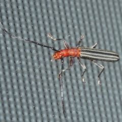 Syllitus rectus (Longhorn beetle) at Belconnen, ACT - 2 Dec 2018 by Harrisi