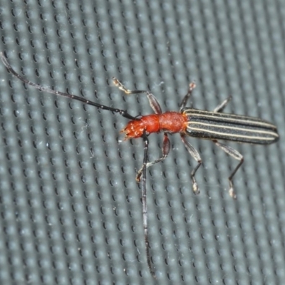 Syllitus rectus (Longhorn beetle) at Belconnen, ACT - 2 Dec 2018 by Harrisi