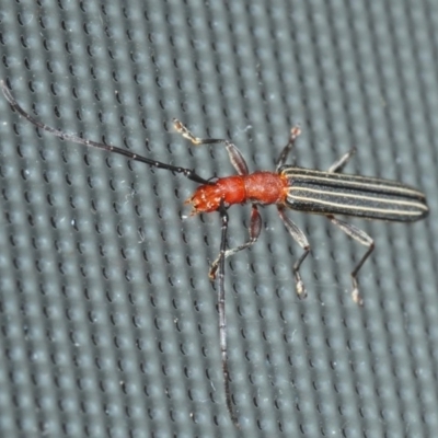 Syllitus rectus (Longhorn beetle) at Belconnen, ACT - 2 Dec 2018 by Harrisi