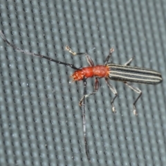 Syllitus rectus (Longhorn beetle) at Belconnen, ACT - 2 Dec 2018 by Harrisi