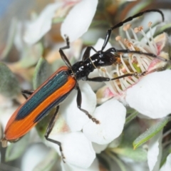 Stenoderus suturalis (Stinking Longhorn) at QPRC LGA - 30 Nov 2018 by Harrisi