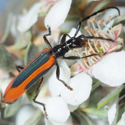 Stenoderus suturalis (Stinking Longhorn) at Harolds Cross, NSW - 30 Nov 2018 by Harrisi