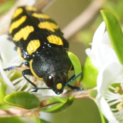 Castiarina octospilota (A Jewel Beetle) at Paddys River, ACT - 2 Dec 2018 by Harrisi