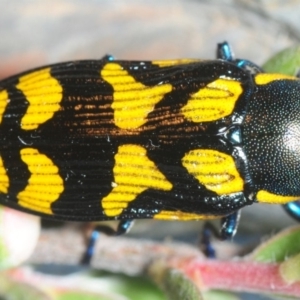 Castiarina octospilota at Paddys River, ACT - 2 Dec 2018