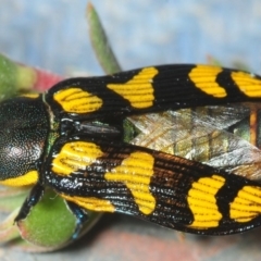 Castiarina octospilota at Paddys River, ACT - 2 Dec 2018