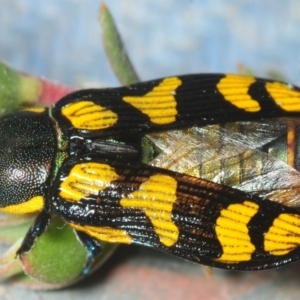 Castiarina octospilota at Paddys River, ACT - 2 Dec 2018