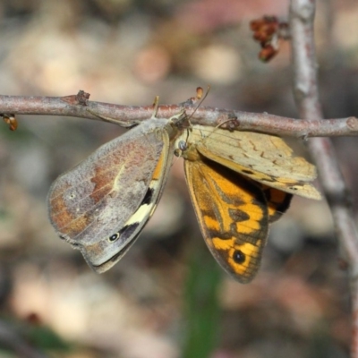 Heteronympha merope (Common Brown Butterfly) at Acton, ACT - 3 Dec 2018 by TimL