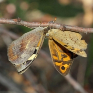 Heteronympha merope at Acton, ACT - 3 Dec 2018