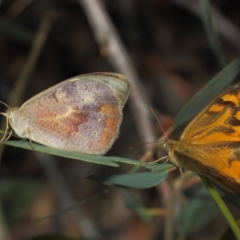 Heteronympha merope at Acton, ACT - 3 Dec 2018 02:07 PM