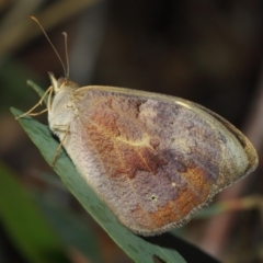 Heteronympha merope at Acton, ACT - 3 Dec 2018