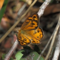 Heteronympha merope at Acton, ACT - 3 Dec 2018 02:07 PM