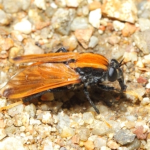 Pelecorhynchus fulvus at Hackett, ACT - 29 Nov 2018 12:47 PM