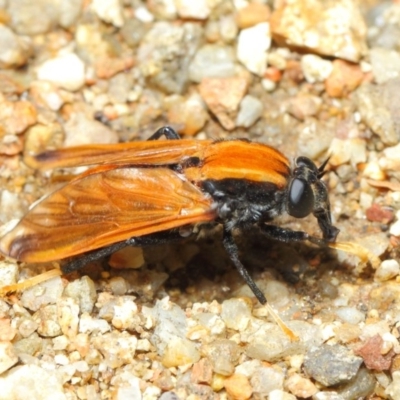 Pelecorhynchus fulvus (Orange cap-nosed fly) at ANBG - 29 Nov 2018 by TimL