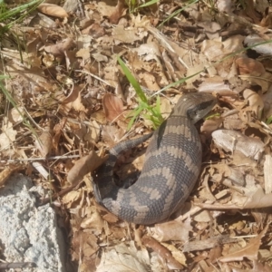 Tiliqua scincoides scincoides at Lyneham, ACT - 29 Nov 2018