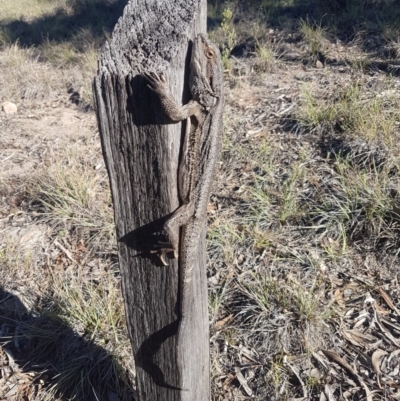 Pogona barbata (Eastern Bearded Dragon) at Tuggeranong DC, ACT - 1 Dec 2018 by jamiebarney