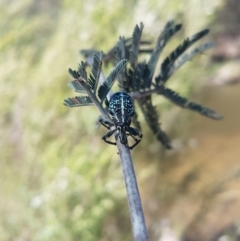 Chrysolopus spectabilis (Botany Bay Weevil) at Paddys River, ACT - 3 Dec 2018 by jamie.barney