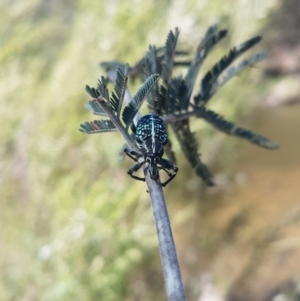 Chrysolopus spectabilis at Paddys River, ACT - 3 Dec 2018