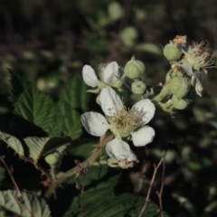Rubus anglocandicans (Blackberry) at Tennent, ACT - 1 Dec 2018 by michaelb