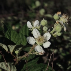 Rubus anglocandicans (Blackberry) at Tennent, ACT - 1 Dec 2018 by MichaelBedingfield