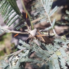 Mictis profana (Crusader Bug) at Paddys River, ACT - 3 Dec 2018 by jamiebarney