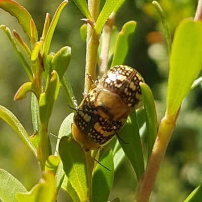 Paropsis pictipennis (Tea-tree button beetle) at Paddys River, ACT - 3 Dec 2018 by jamiebarney