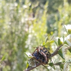 Neorrhina punctata (Spotted flower chafer) at Bullen Range - 3 Dec 2018 by jamie.barney