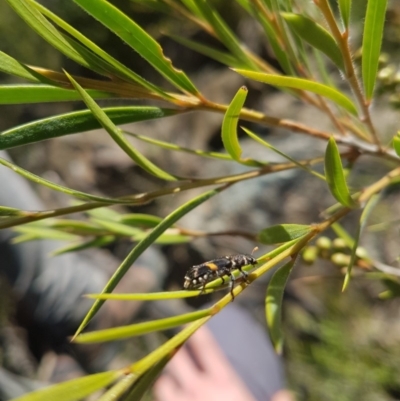 Eleale pulchra (Clerid beetle) at Bullen Range - 3 Dec 2018 by jamie.barney