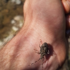 Alcaeus varicornis (Acacia shield bug) at Paddys River, ACT - 3 Dec 2018 by jamiebarney