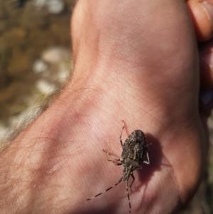 Alcaeus varicornis at Paddys River, ACT - 3 Dec 2018 04:34 PM