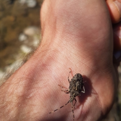 Alcaeus varicornis (Acacia shield bug) at Paddys River, ACT - 3 Dec 2018 by jamiebarney