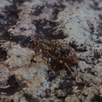 Rhinaria sp. (genus) (Unidentified Rhinaria weevil) at Paddys River, ACT - 3 Dec 2018 by jamiebarney