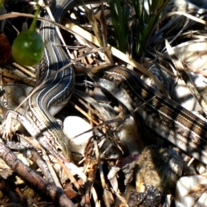 Ctenotus robustus at Googong, NSW - 4 Dec 2018