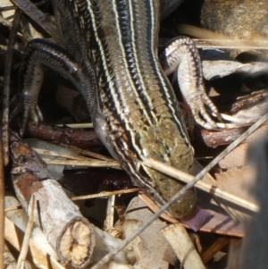 Ctenotus robustus at Googong, NSW - 4 Dec 2018