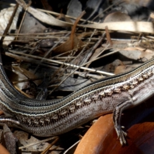 Ctenotus robustus at Googong, NSW - 4 Dec 2018