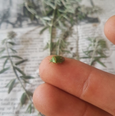 Ocirrhoe unimaculata (Green Stink Bug) at Ainslie, ACT - 22 Nov 2018 by jamie.barney