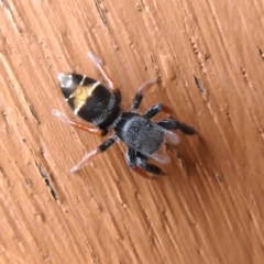 Apricia jovialis (Jovial jumping spider) at Wandiyali-Environa Conservation Area - 4 Dec 2018 by Wandiyali