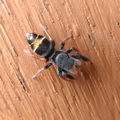 Apricia jovialis (Jovial jumping spider) at Googong, NSW - 5 Dec 2018 by Wandiyali